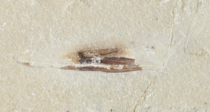 Cretaceous Fossil Squid - Soft-Bodied Preservation #48586